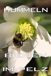 (Bild für) Hummeln - Bienen im Pelz (FS - FHD)