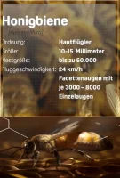 (Bild für) Smarte Insekten - Wie winzige Gehirne Geniales leisten (FS - HD)