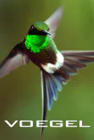 (Bild für) SRF School - Vögel (FS - FHD)