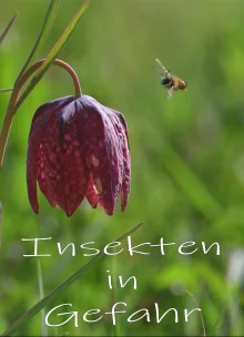 (Bild für) Insekten in Gefahr (FS - FHD)