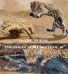 (Bild für) Löwen gegen Krokodile (FS - FHD)