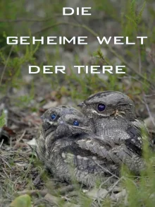 (Bild für) Die geheime Welt der Tiere (FS - FHD)