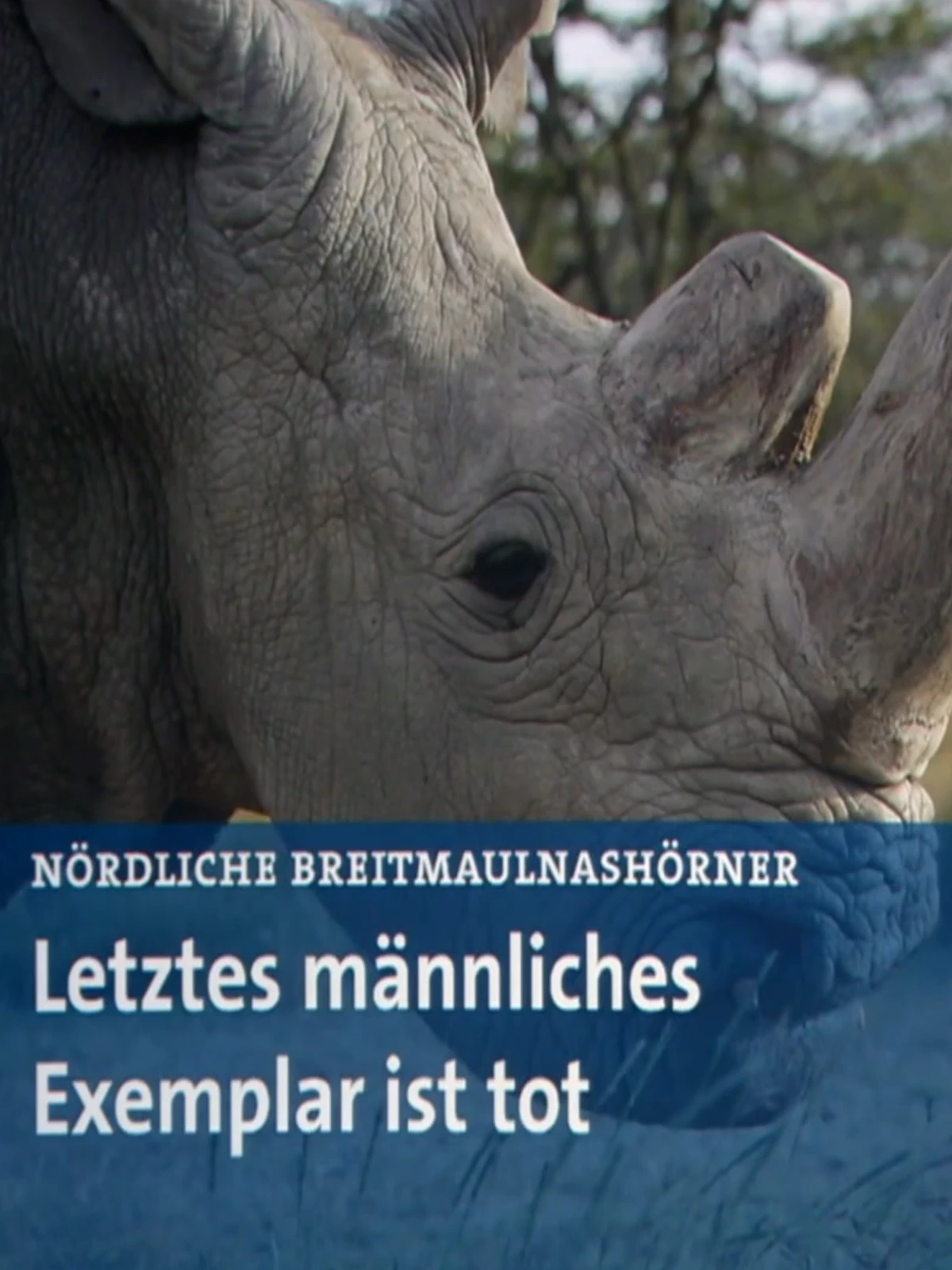 (Bild für) Das große Artensterben (FS - FHD)