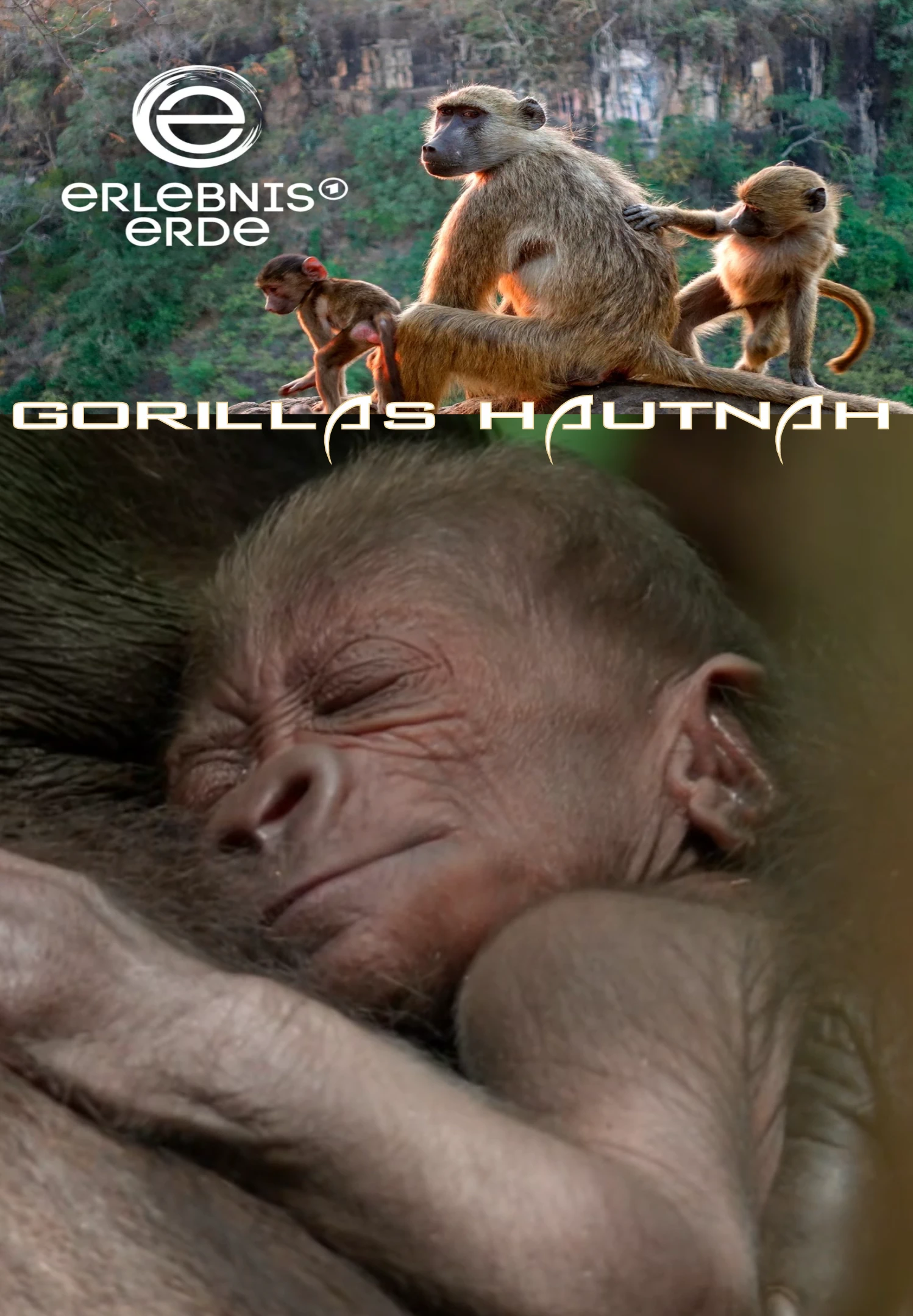 (Bild für) Erlebnis Erde: Gorillas hautnah (FS - FHD)