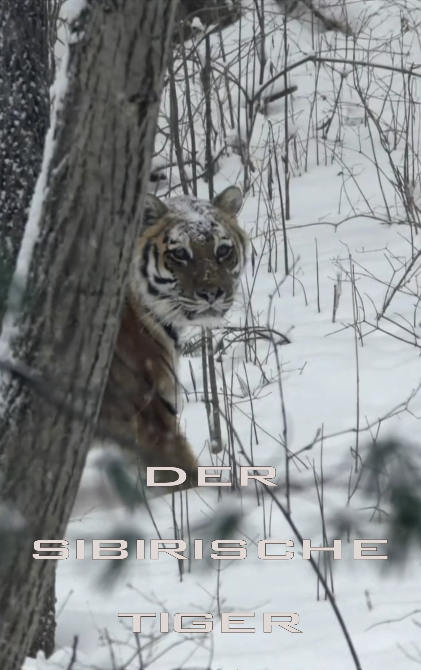 (Bild für) Der Sibirische Tiger (FS - FHD)