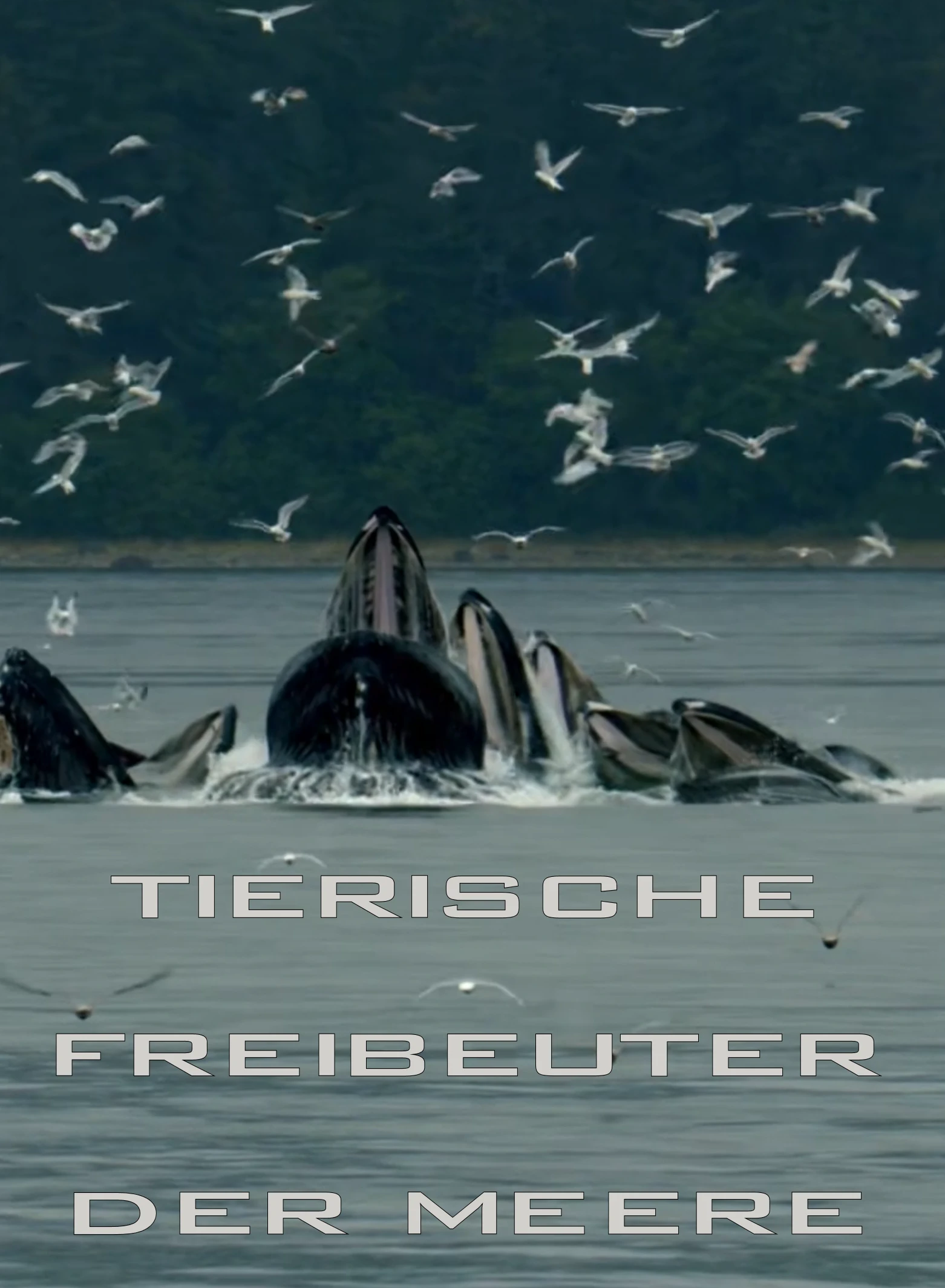 (Bild für) Tierische Freibeuter der Meere (FS - FHD)