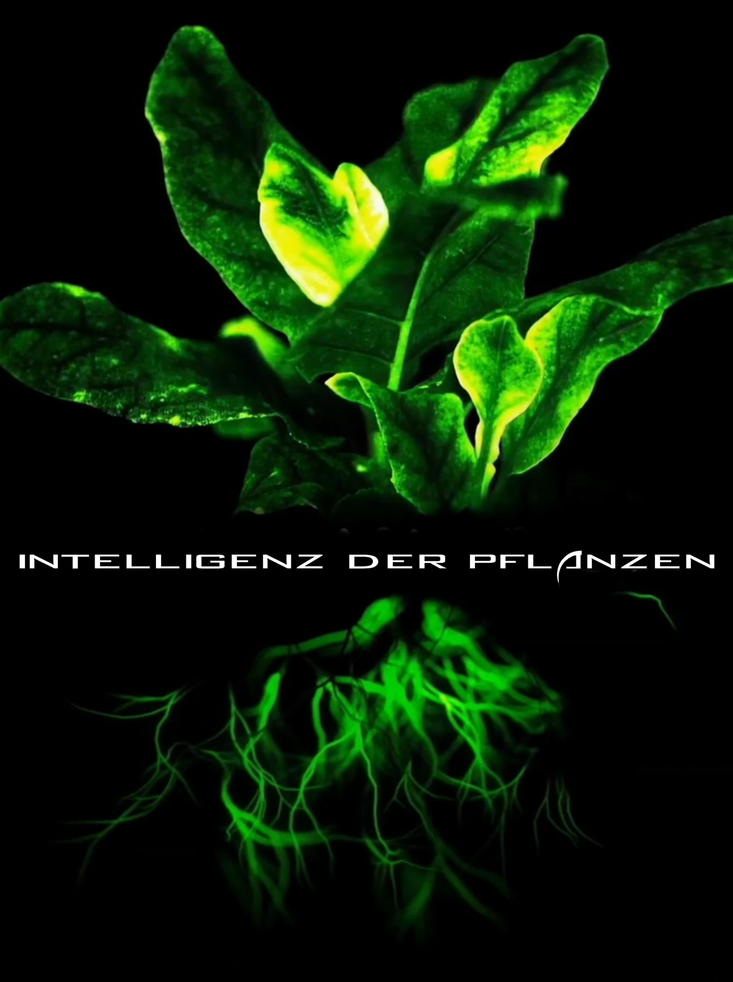 (Bild für) Die erstaunlichen Fähigkeiten der Pflanzen (FS - FHD)